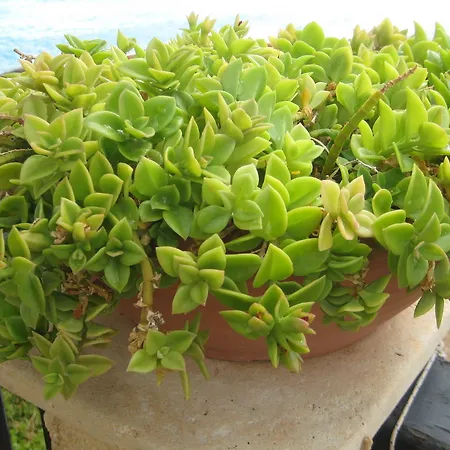 Affittacamere Coral Front
